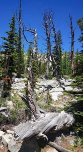 11665572_10206100444444336_2632546544155375282_n