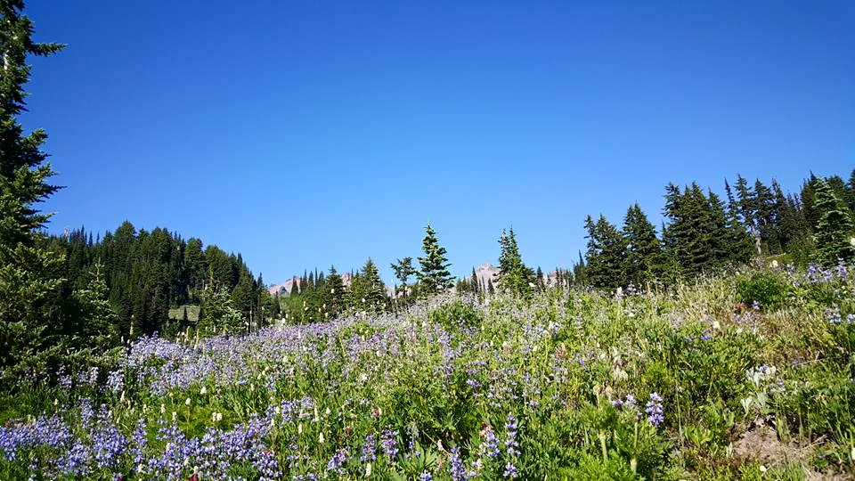 11667364_10206165605833330_4935944897391556994_n