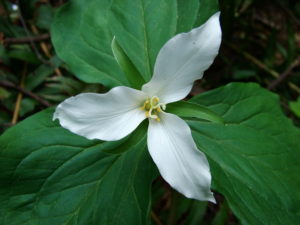 Trillium_ovatum