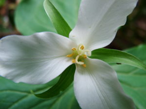 Trillium_ovatum2