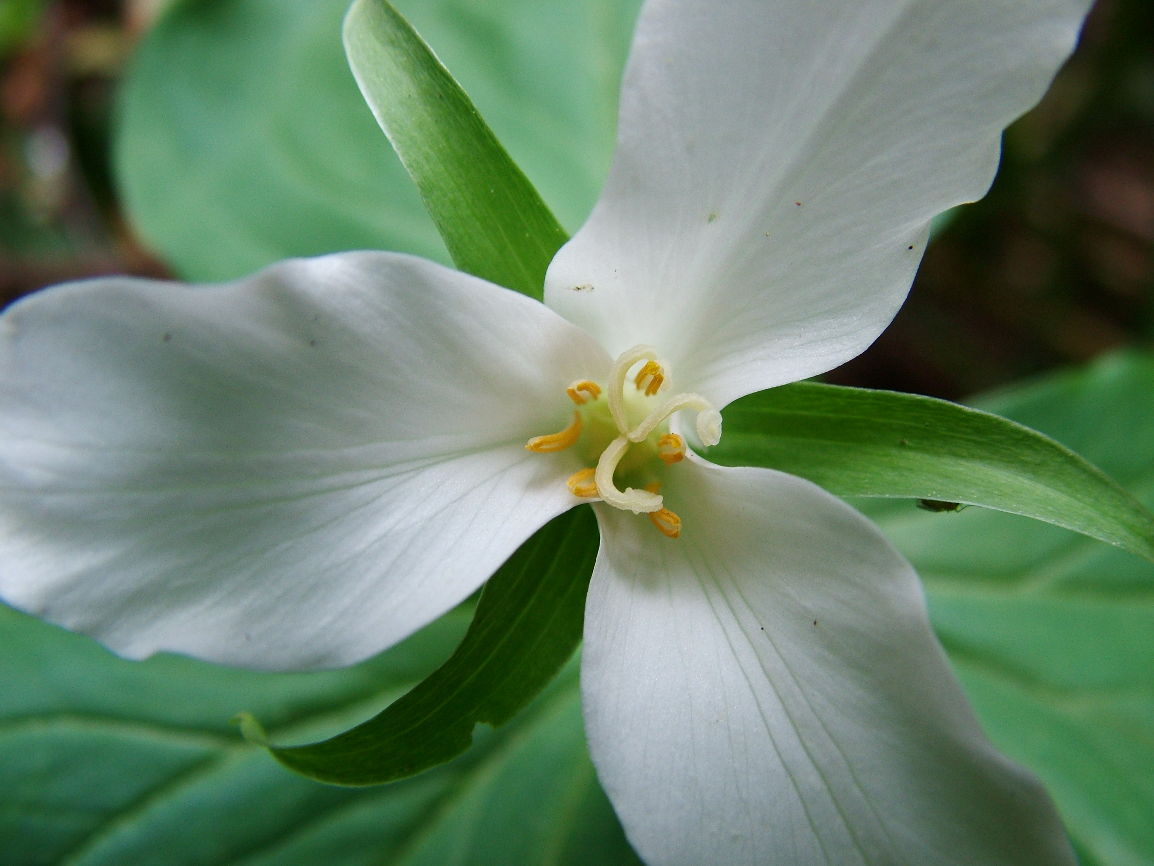 Trillium_ovatum2